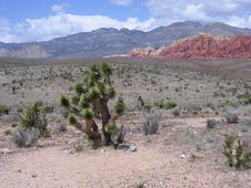 Plant Life At Red Rock Canyon Stock Image Plant Life At Red Rock Canyon Stock Image