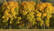 Three Trees Royalty Free Stock Images Three Trees Royalty Free Stock Images