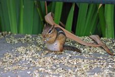 Chipmunk Stock Images Chipmunk Stock Images