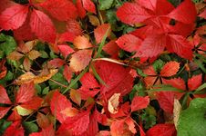 Autumn Leaves Royalty Free Stock Photo Autumn Leaves Royalty Free Stock Photo