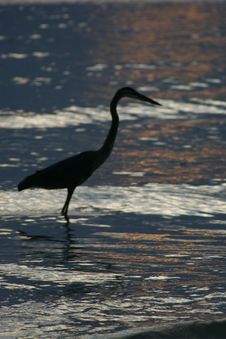 Heron S Shadow Royalty Free Stock Photos Heron S Shadow Royalty Free Stock Photos
