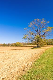 Autumn Tree Against The Blue Sky Stock Images Autumn Tree Against The Blue Sky Stock Images
