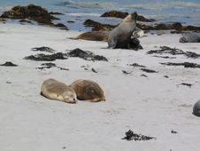 Sea Lions At Kangaroo Island Stock Photography Sea Lions At Kangaroo Island Stock Photography