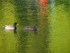 Pair Of Ducks Royalty Free Stock Photography Pair Of Ducks Royalty Free Stock Photography