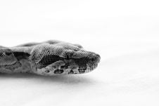 Boa Constrictor Close-up Stock Photography