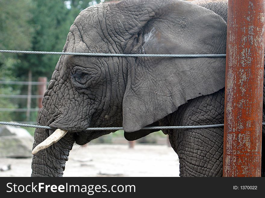 An old and tired african elephant