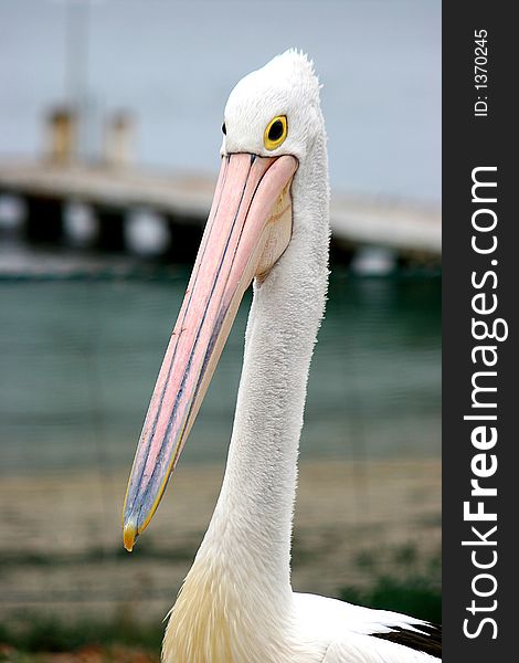A single pelican at Nelson's Bay, NSW Australia. A single pelican at Nelson's Bay, NSW Australia
