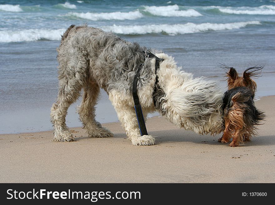 Sheepdog dog and terrier dog