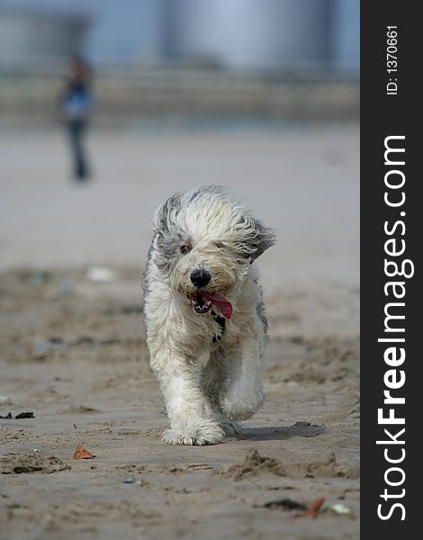 Sheepdog dog in the beach