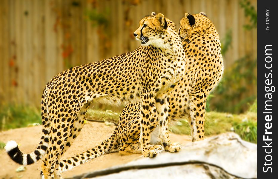 Cheetahs in a captive setting. Cheetahs in a captive setting