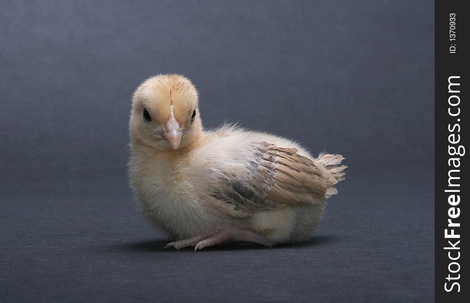 Yellow Banty rooster chick against a grey background.
