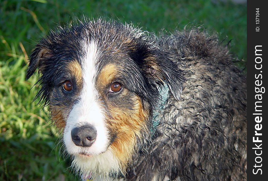 Wet dog with turquoise collar in the grass fresh out of the lake. Wet dog with turquoise collar in the grass fresh out of the lake.