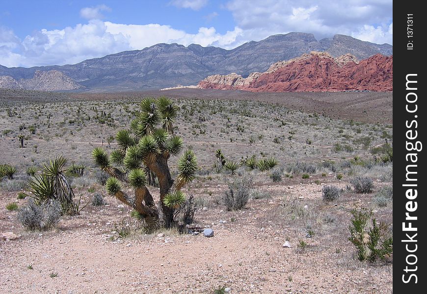 Plant Life At Red Rock Canyon