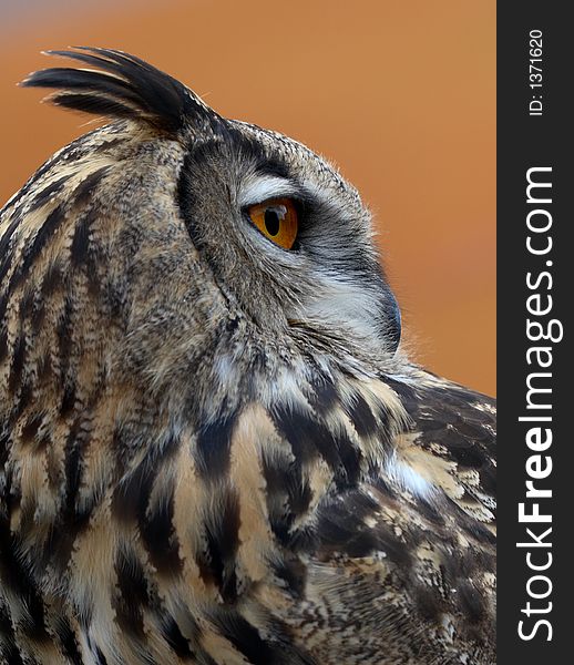 Eurasian Eagle Owl in profile.