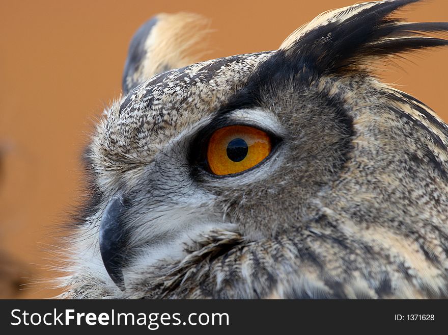 Eurasian Eagle Owl in profile.