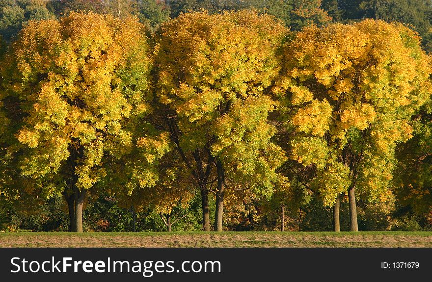 Three trees with the sunlight hitting them in the fall