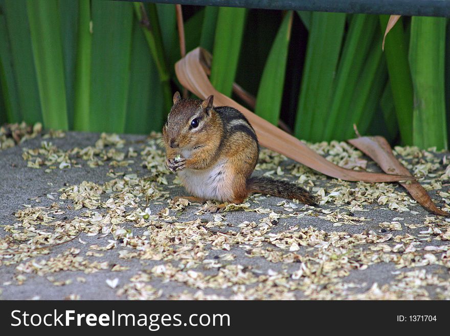 Chipmunk eating his food under cover