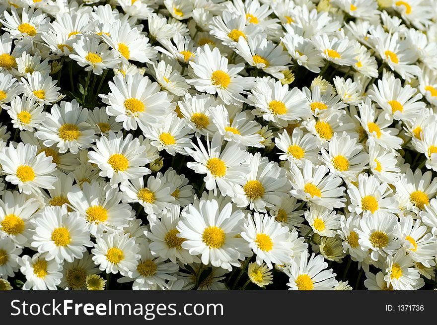 A carpet of pretty white daisies facing upwards to the sun. A carpet of pretty white daisies facing upwards to the sun.