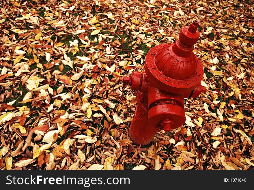 A red fire hydrant stands guard amist fallen leaves. A red fire hydrant stands guard amist fallen leaves