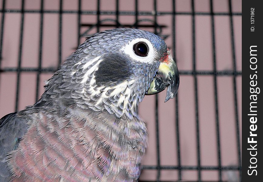 Henry The Pionus Parrot