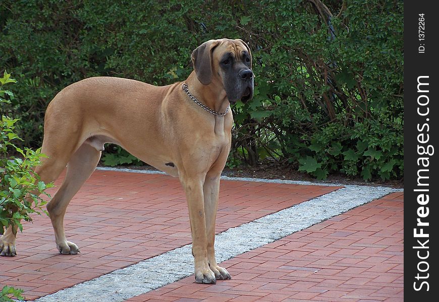Large dog, German dogge,plant ,away,