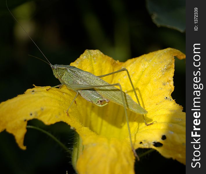 A green grasshopper resting on a flower in a Nebraska pumpkin patch. A green grasshopper resting on a flower in a Nebraska pumpkin patch.