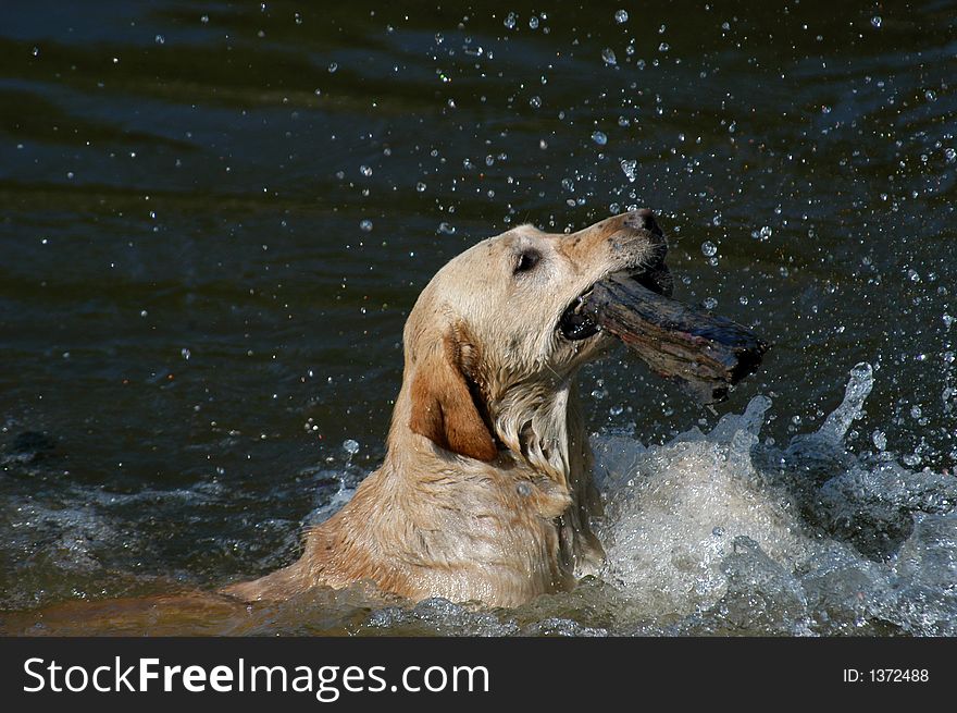 Labrador Swimming In The Water