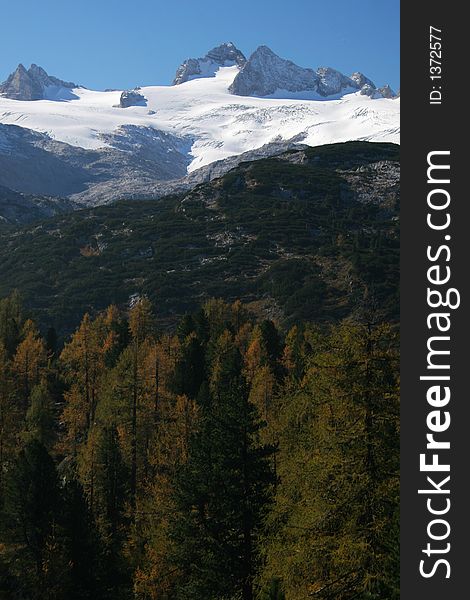 Mountain with glacier with forest in the foreground. Mountain with glacier with forest in the foreground