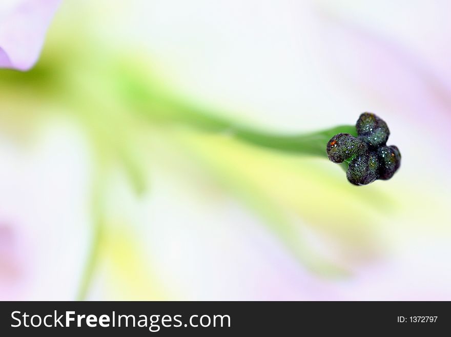 An orchids pettle with Low Depth of field. An orchids pettle with Low Depth of field