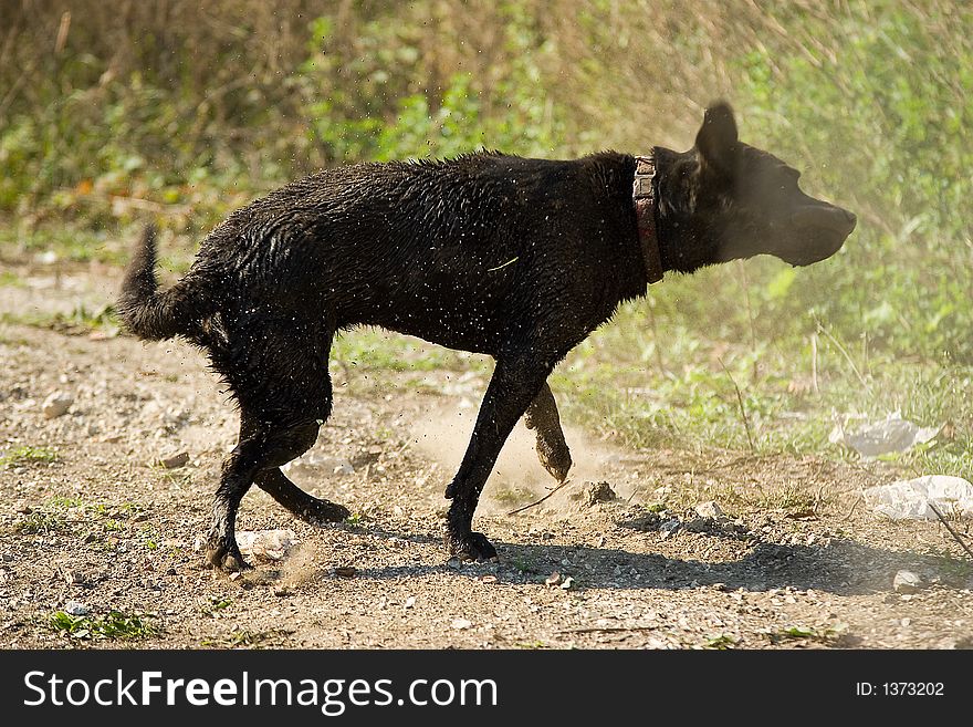 Black labrador shaking in dirt. Black labrador shaking in dirt