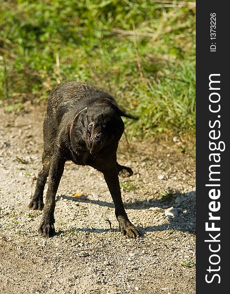 Black labrador shaking in dirt. Black labrador shaking in dirt