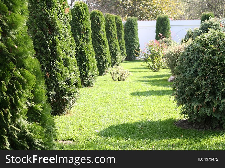 Garden with tree and grass. Garden with tree and grass
