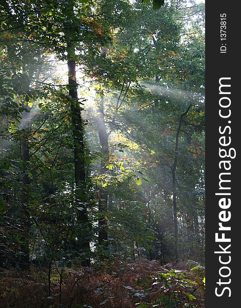 Mysterious sunlight in a dutch forest