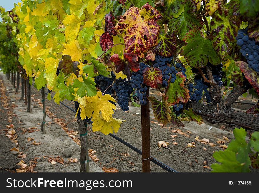 Grapes and Autumn leaves in the Napa Valley of California. Grapes and Autumn leaves in the Napa Valley of California.