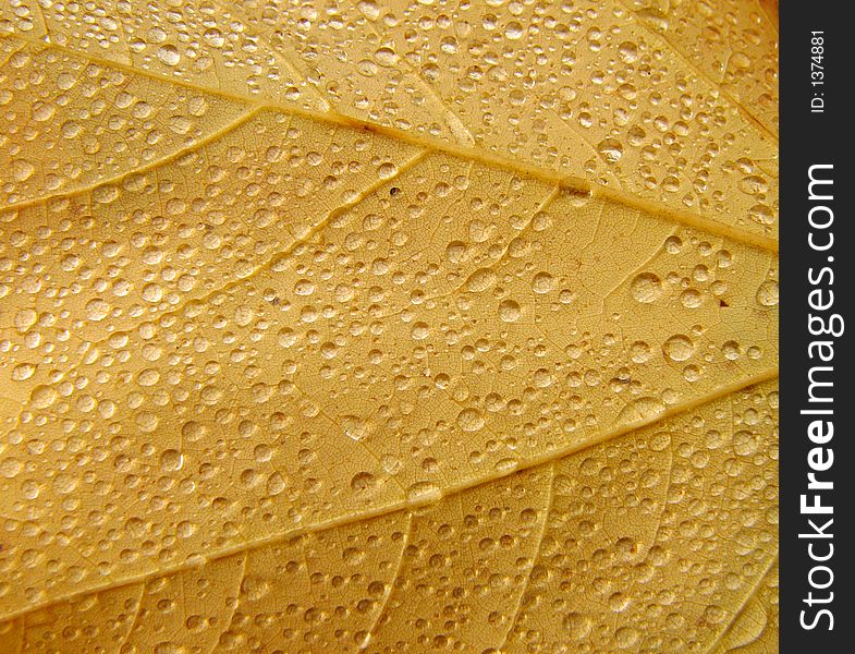 Fallen maple leaf with rain drops. Fallen maple leaf with rain drops