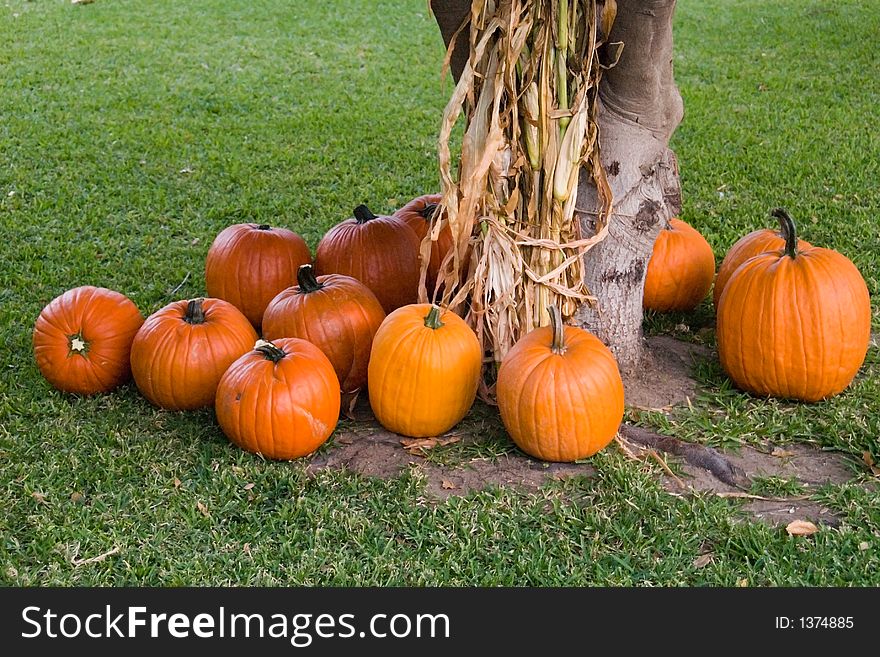 Bunch of pumpkins around a tree. Bunch of pumpkins around a tree