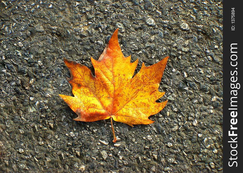 An Autumn Leaf on the ground. An Autumn Leaf on the ground