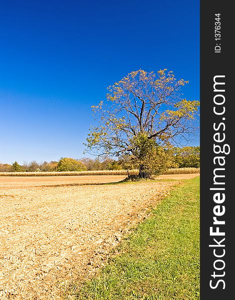 Vertical view of a tree on the edge of a plowed cornfield against a brilliant blue sky on a bright fall day. Vertical view of a tree on the edge of a plowed cornfield against a brilliant blue sky on a bright fall day.