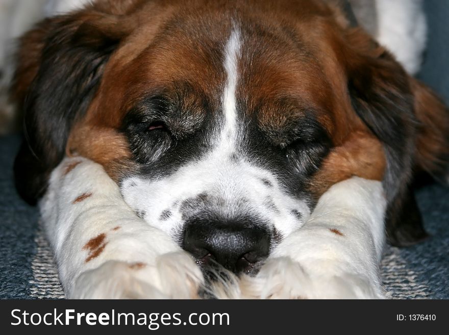 A saint bernard with freckles sleeps on her front paws