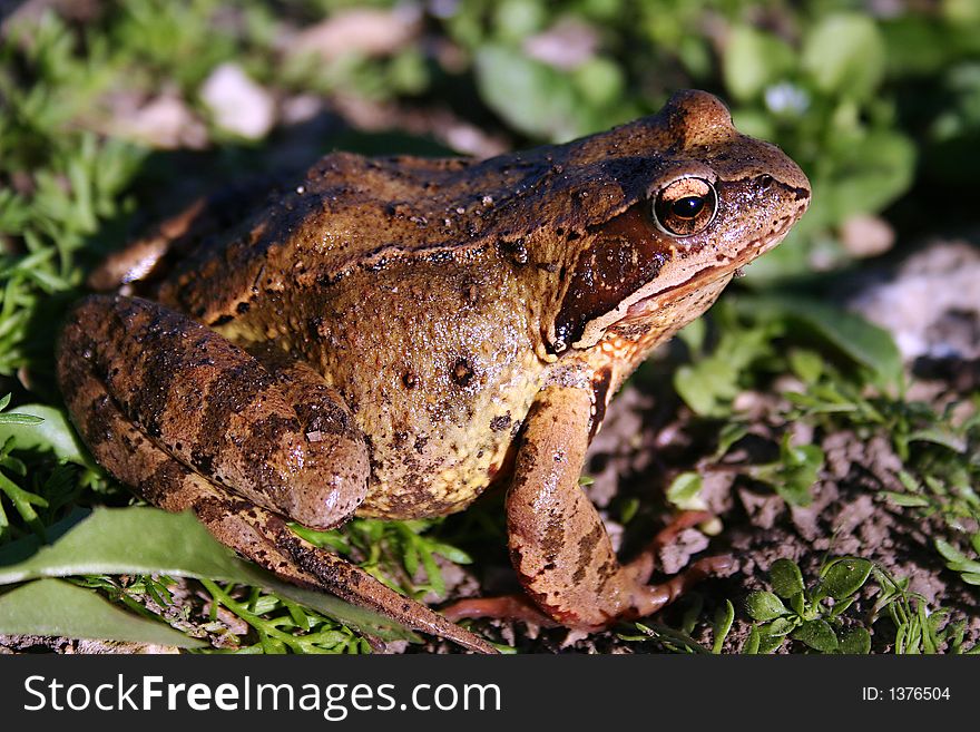 Sitting toad frog and enjoying warm sun. Sitting toad frog and enjoying warm sun.