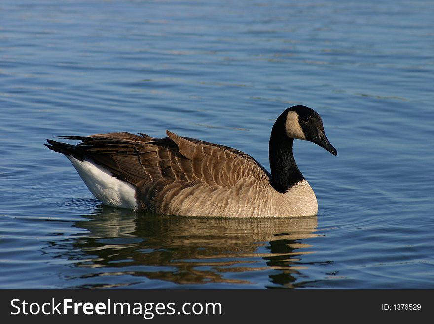 A Canada Goose swims by in Monterey, California. A Canada Goose swims by in Monterey, California