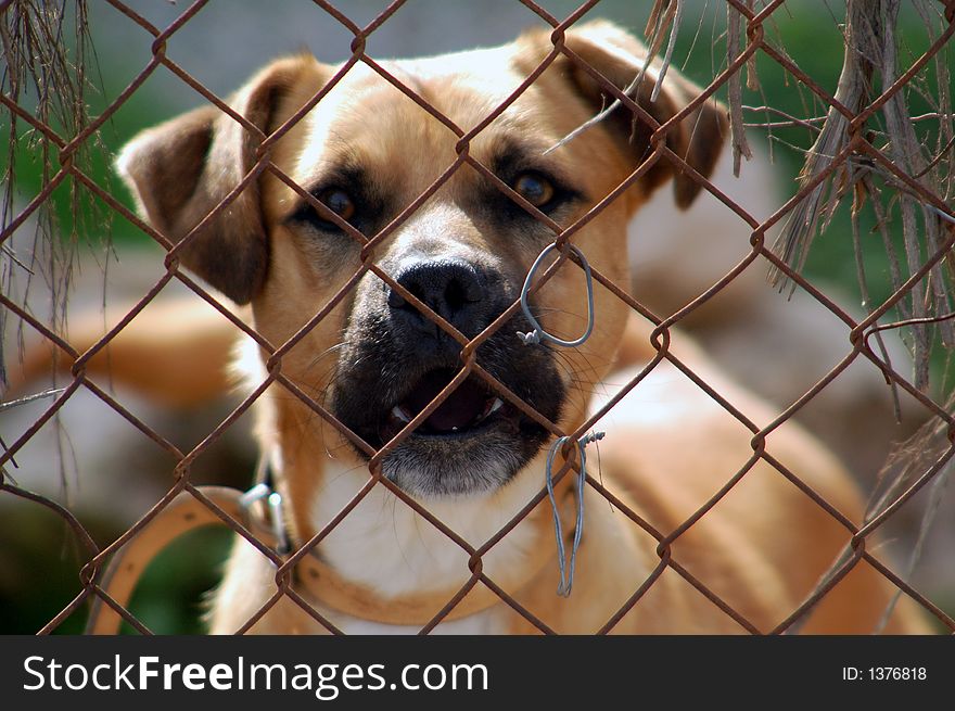 Dog,snout,muzzle,colour,grating,grille,fender,near,house,collar,dog-collar,tooth,teeth,canine,fang,serios,behind,bars,prisoner