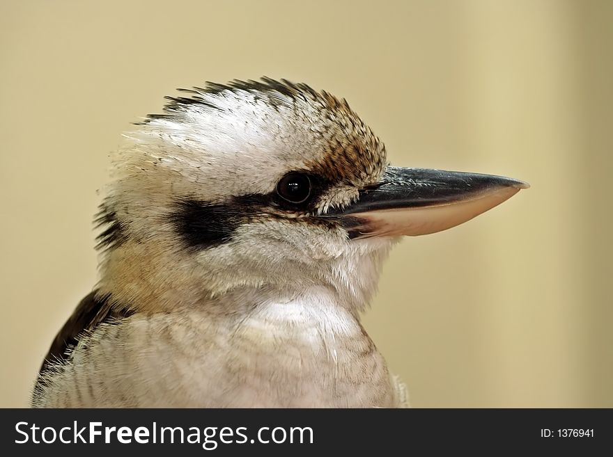 Close up portrait of interesting small bird