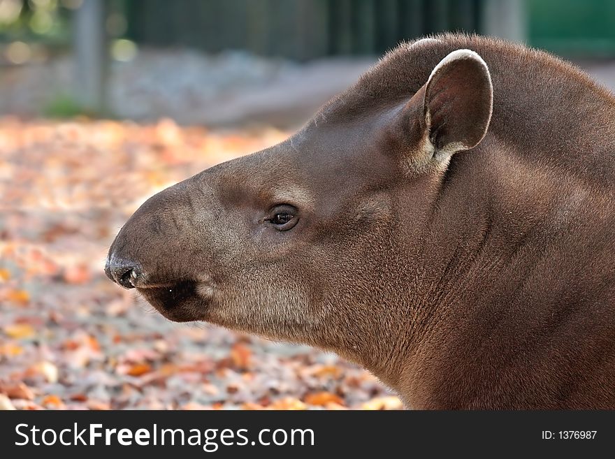 Close up of tapir head portrait shot