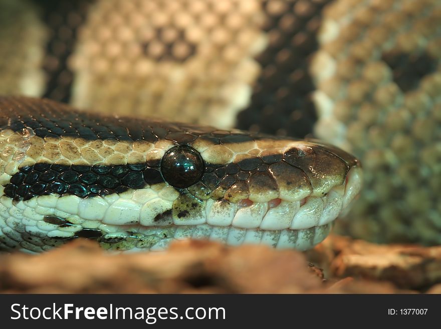 Close up of a curled snake in a cage