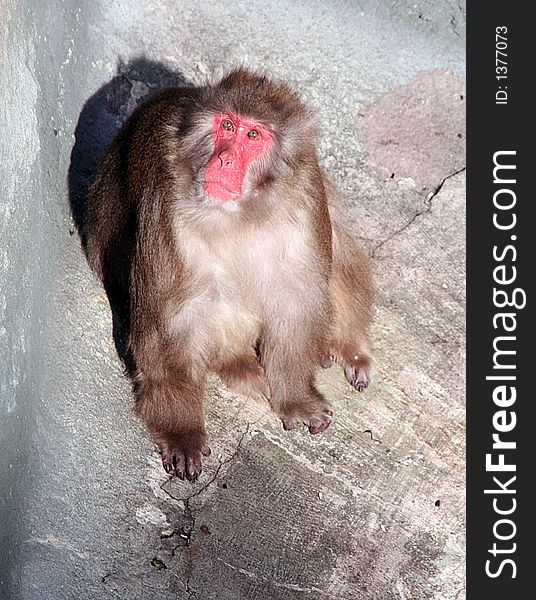 Portrait of a japanese macaque. Portrait of a japanese macaque