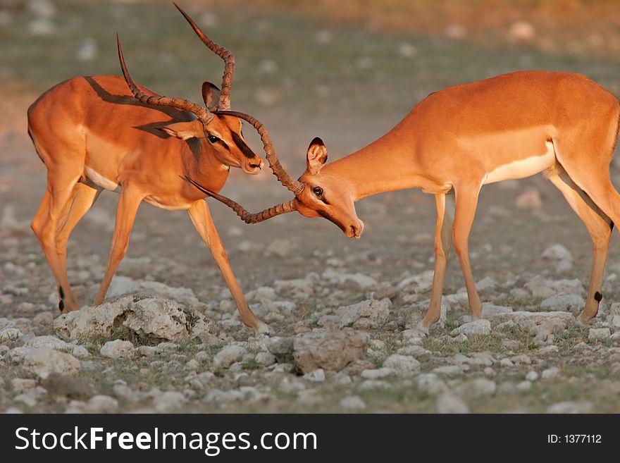 Two black-faced impalas (Aepyceros melampus petersi), fighting, Etosha National Park, Namibia