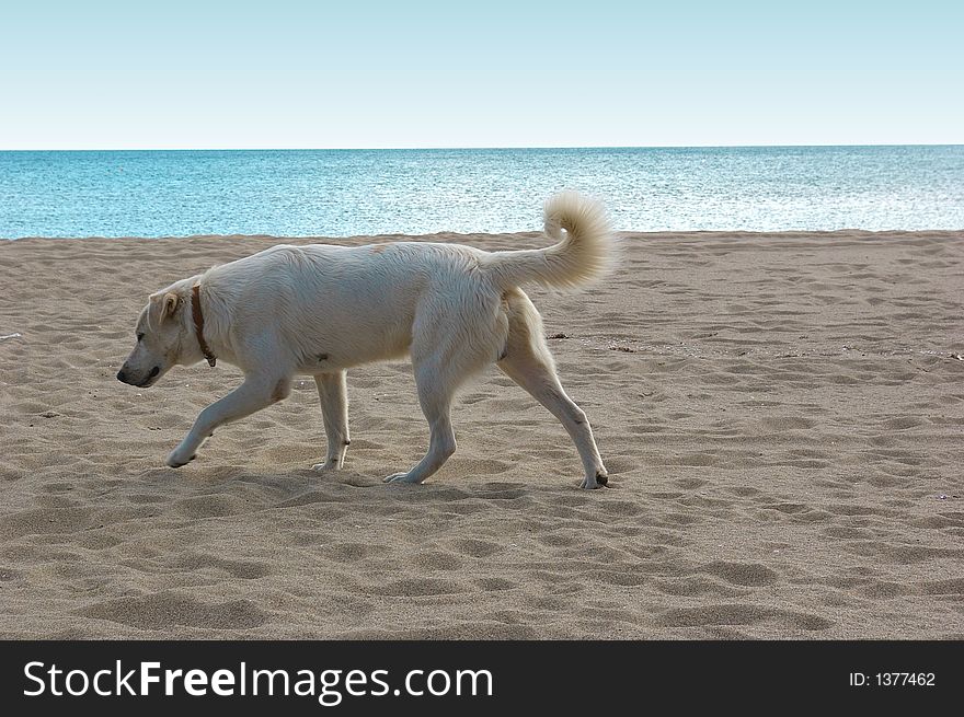 Wandering dog that explores one desolate beach