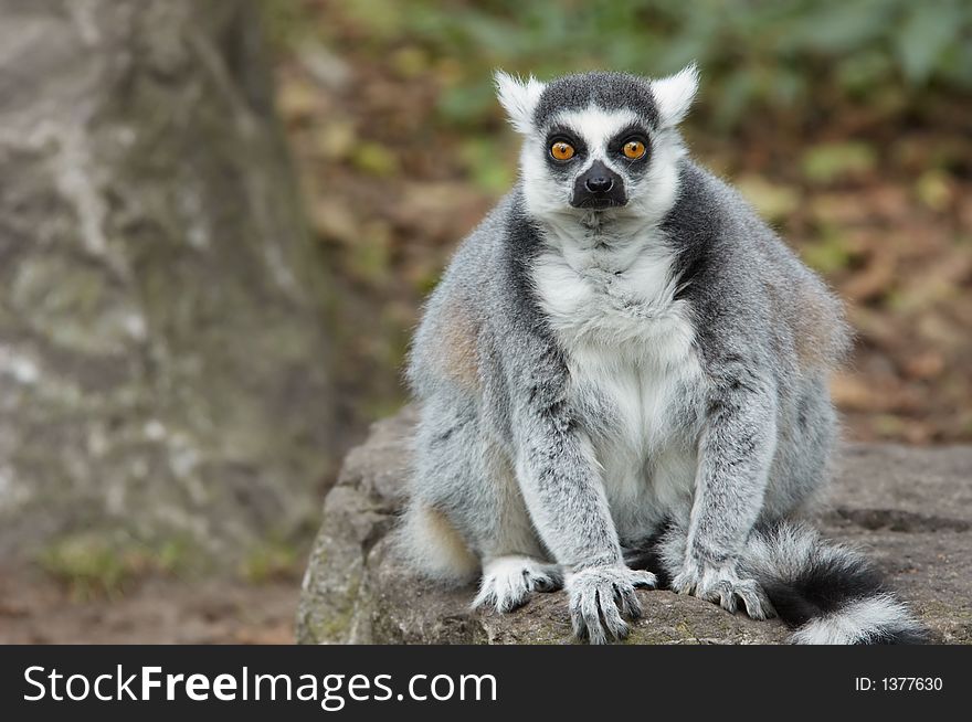 Ring tailed lemur looking straight at the camera