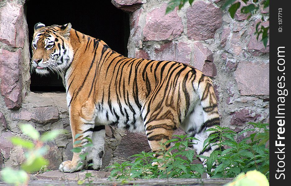 Portrait of Far-Eastern Amur Tiger. Portrait of Far-Eastern Amur Tiger